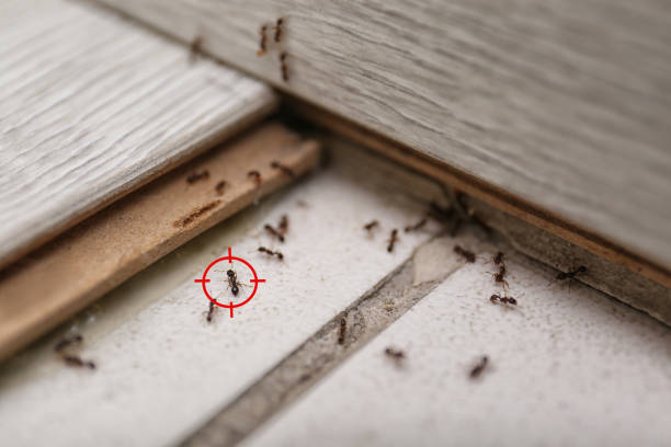 Best Termite Control Services  in Ordway, CO