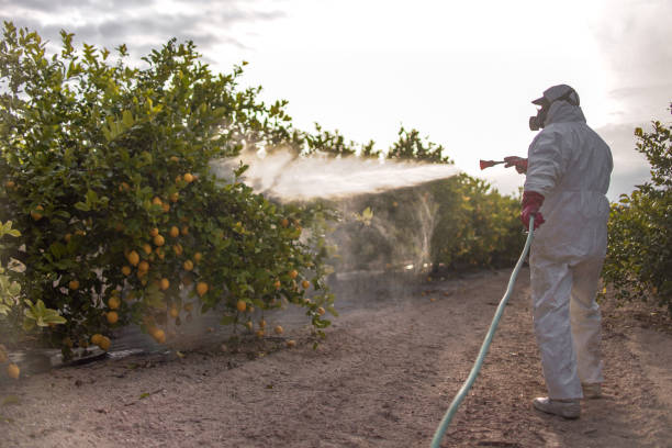 Best Ant Control Services  in Ordway, CO