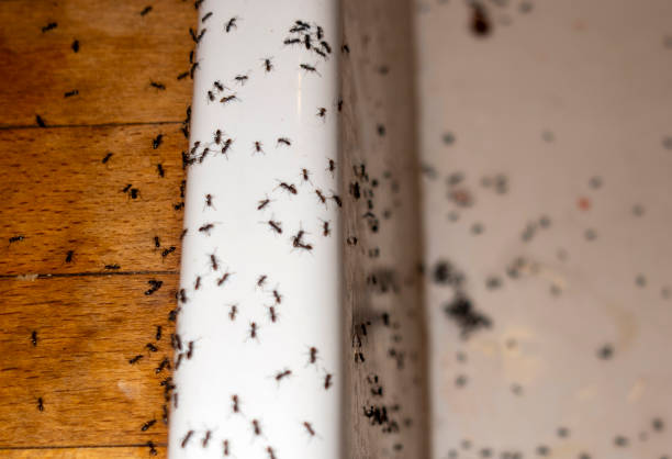 Best Mosquito Control Services  in Ordway, CO